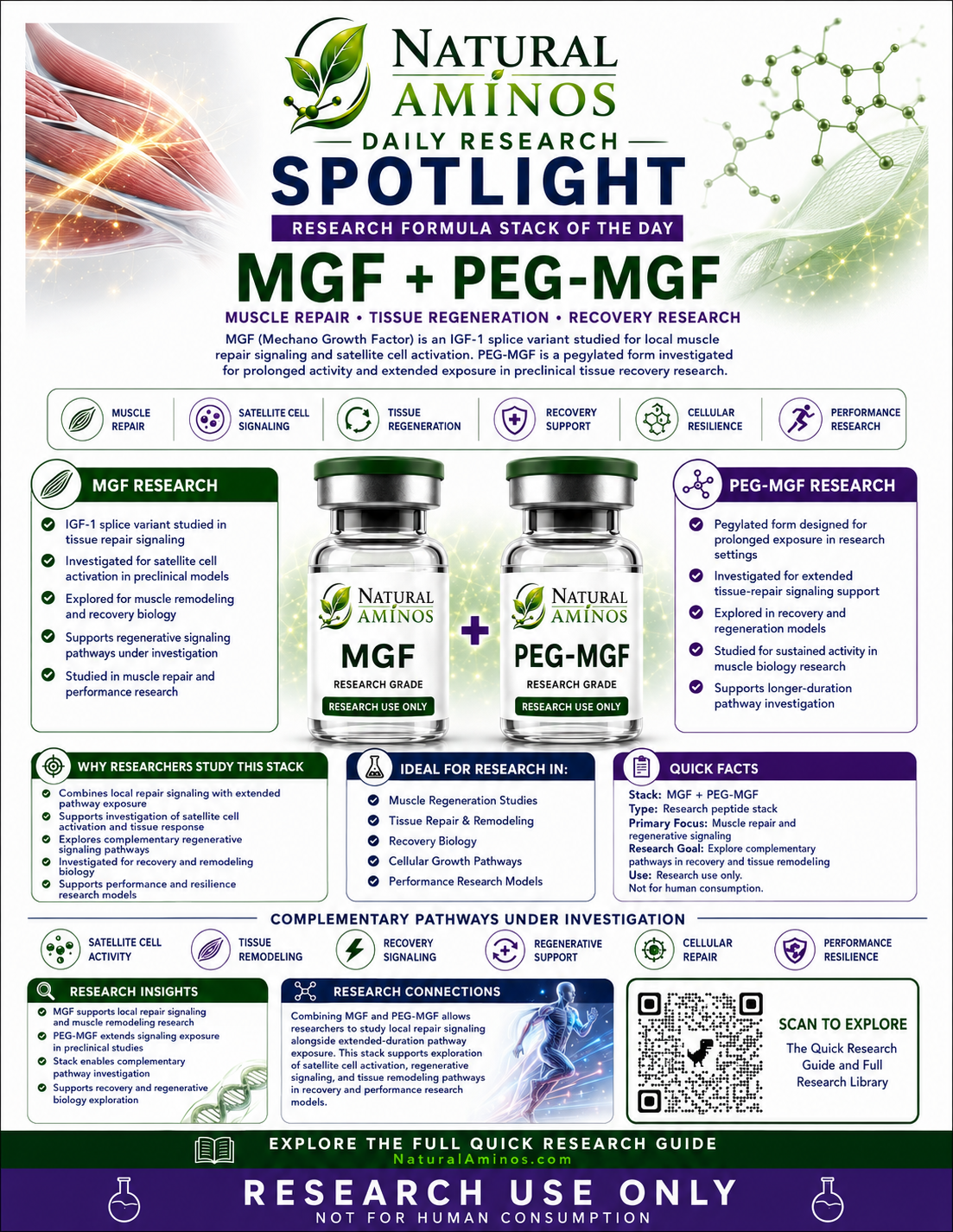 MGF + PEG-MGF research graphic